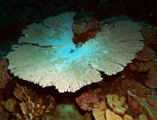 A big table of Acropora cytherea