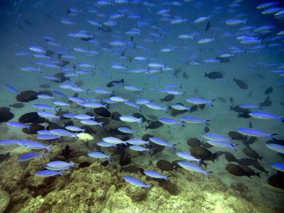 yellow lined fusiliers