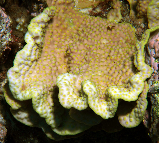 A colony of Turbinaria