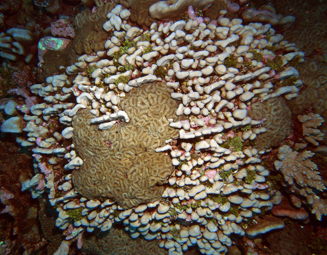 Pavona surrounding large colonies of Lobophyllia