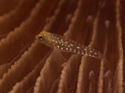 Adorned Pygmygoby - Eviota sigillata