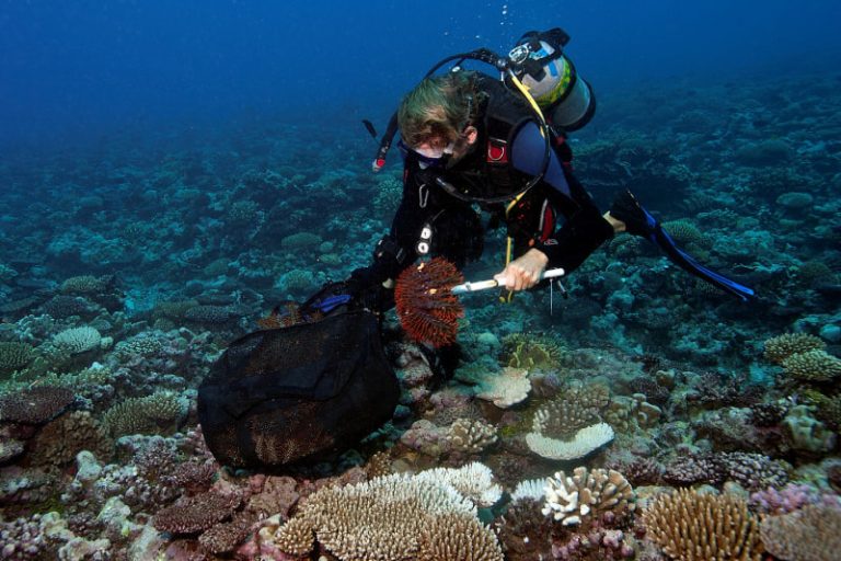 reef worker collecting cots