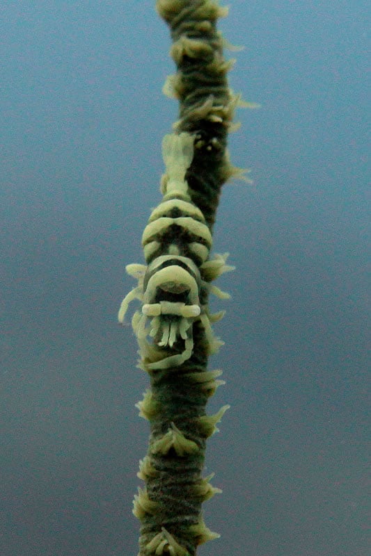 Anker’s Whip Coral Shrimp (Pontonides ankeri)
