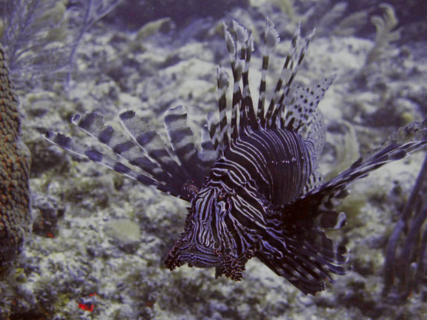 Red lionfish (Pterois volitans)