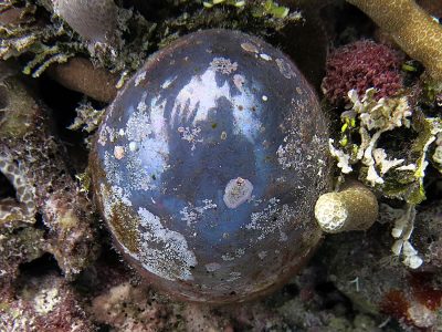 Benthic scientist, Samantha Clements, takes an algal selfie in the reflective surface of a large Ventricaria specimen (~8 cm).
