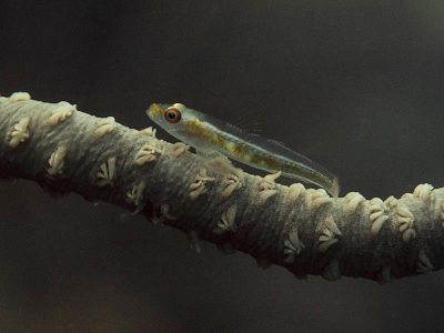 Black Coral Goby - Bryaninops tigris