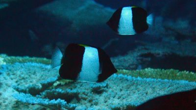 Black Pyramid Butterflyfish  Hemitaurichthys zoster