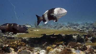 Blacksaddled Groupers aggregating on submerged bank near Three Brothers Island Group Chagos