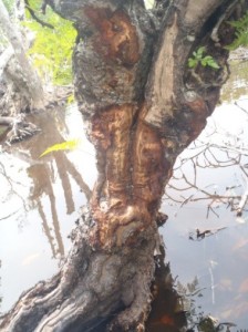 Threats to Mangroves: Bruguiera-gymnorrizha