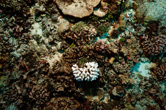 Deeper reef community. Most of the corals were killed several years ago and are now colonized by crustose coralline algae. One remaining colony of Pocillopora was eaten by a crown of thorns seastar within the last few days and the bare skeleton is stark white. Deeper reef community. Most of the corals were killed several years ago and are now colonized by crustose coralline algae. One remaining colony of Pocillopora was eaten by a crown of thorns seastar within the last few days and the bare skeleton is stark white.