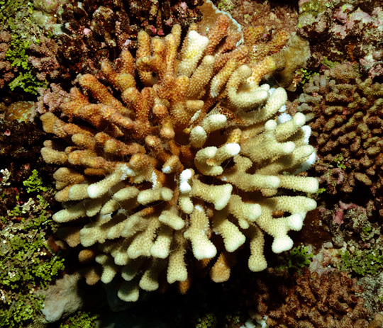Pocillopora eydouxi that was eaten by a crown of thorns seastar during two feeding episodes. The upper half was consumed a week or so ago and is now colonized by filamentous brown algae, while the lower half was eaten more recently. Pocillopora eydouxi that was eaten by a crown of thorns seastar during two feeding episodes. The upper half was consumed a week or so ago and is now colonized by filamentous brown algae, while the lower half was eaten more recently.