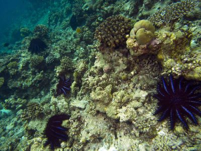 Stopping COTS Spread