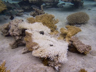 COTS damage one foot back reef