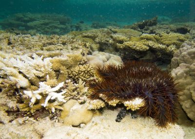 COTS damage one foot back reef