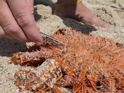 Sampling COTS: Tubefeet being collected