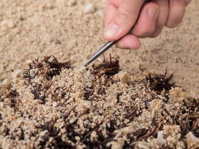 Tubefeet being collected by Alex Dempsey, but be sure to leave out as much sand as possible in the sample.