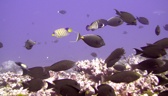 Herbivores scan the reef.