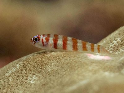 Candycane Dwarfgoby - Trimma cana