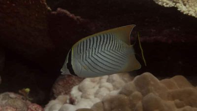 Chevroned Butterflyfish  Chaetodon trifascialis  during the day