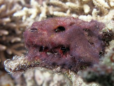 Cyanobacteria is a type of algae that occurs naturally on reefs, but can become problematic (and often scary looking!) in large quantities.