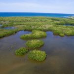 Falmouth mangrove forest, seen from the aerial drone.