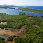 Falmouth mangrove forest, seen from the aerial drone.