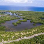 Falmouth mangrove forest, seen from the aerial drone.