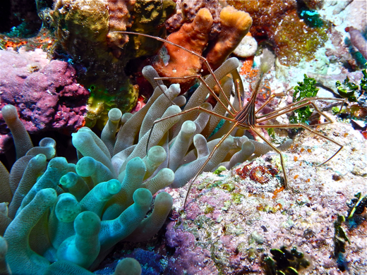 An arrow crab next to giant Caribbean anemone
