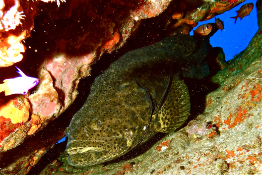 We didn't see many grouper at Alice Shoal corals but did find one lonely goliath grouper