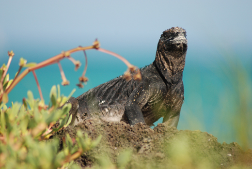 Marine iguana Marine iguana