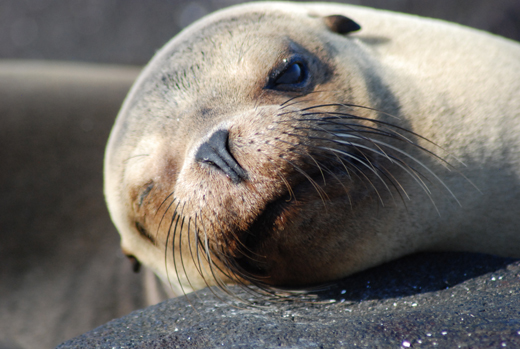 Sea lion in the Galapagos Sea lion in the Galapagos