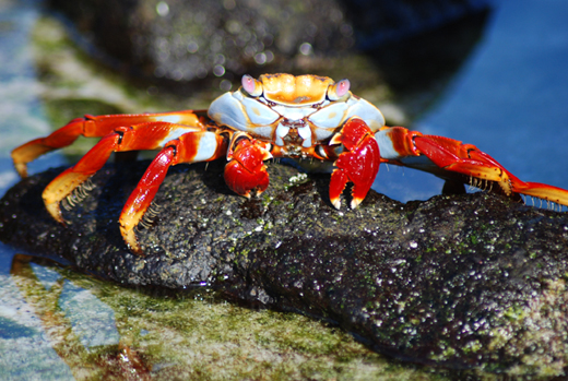 Sally light-foot crab Sally light=foot crab