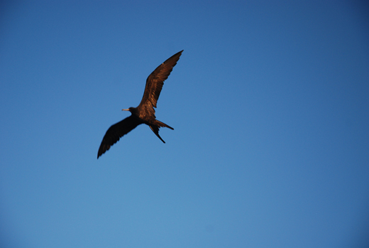 Frigate bird soaring overhead Frigate bird soaring overhead