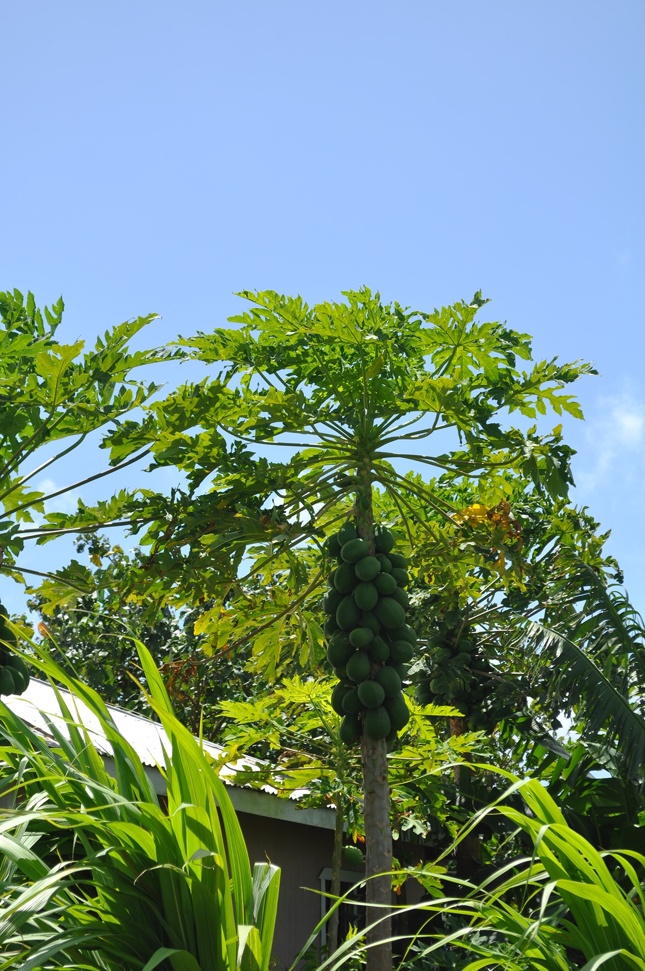 Papaya tree