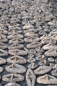 Larger species that are being held open with wood to help speed up the drying process.