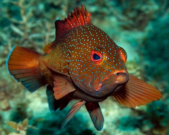 Coney (Cephalopholis fulva) Coney (Cephalopholis fulva)