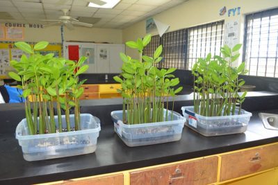 Five months after the original planting, the red mangrove seedlings are growing tall.