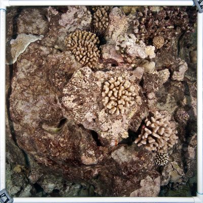 a meter by meter transect