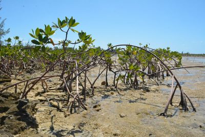 Red mangrove trees at Camp Abaco