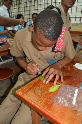 Mangrove Disease - dissecting mangrove leaf