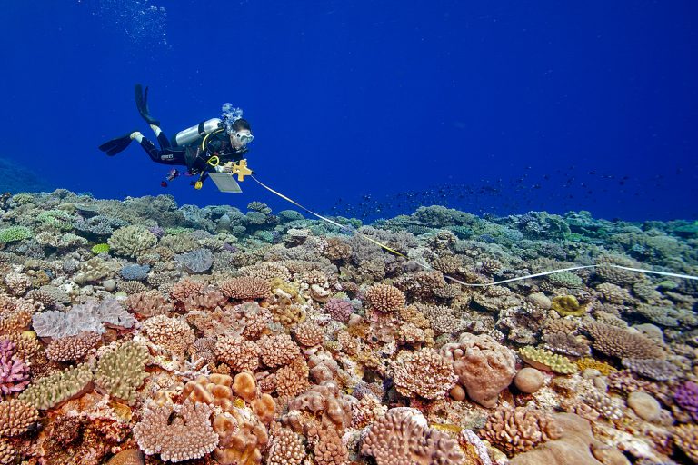 On the Global Reef Expedition mission to the Kingdom of Tonga, Living Ocean Foundation scientists conducted hundreds of surveys of corals and reef fish and created detailed maps of the reefs in the region.