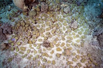 Sarcophyton species showing how it monopolizes the substrate through asexual reproduction.