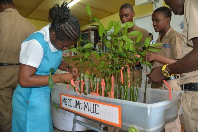 J.A.M.I.N. students at William Knibb High School mark their mangrove seedlings with flagging tape.&nbsp;
