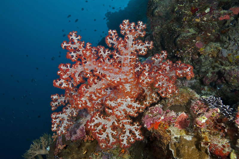 Bright red Dendronephthya soft coral looks purple underwater till it is hit with the light of a camera strobe.