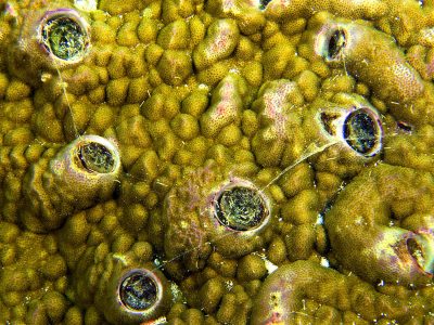 Worm Snails Aitutaki Cook Islands