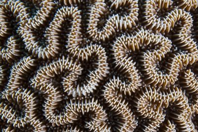 Detail of Ctenella chagius showing meandering structure and alternating septa with tentacles visible between.