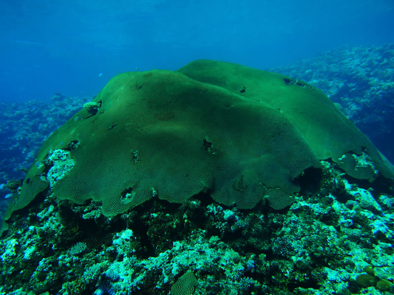Changing Coral Communities at BIOT (KSLOF) -