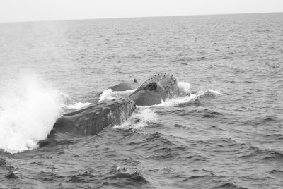 Whales fasting in Tonga.