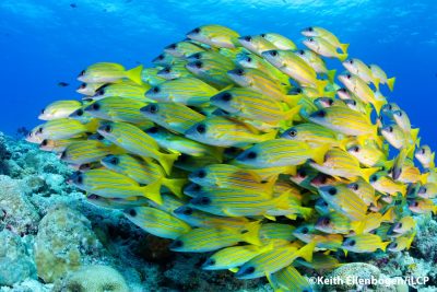 Ellenbogen_Palau_043-2-Edit