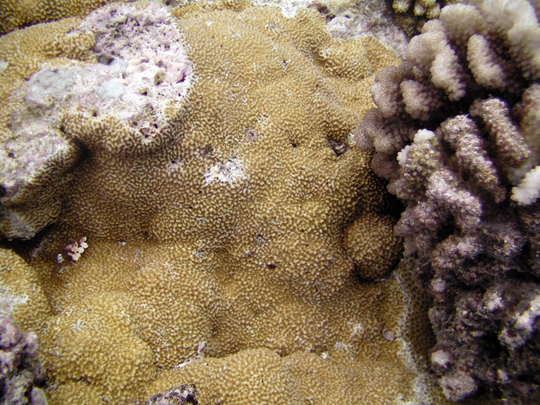 Encrusting coral on the reef slope Encrusting coral on the reef slope